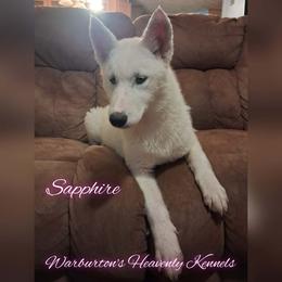 Sapphire - White female Siberian Husky puppy in Coeburn, Virginia from Warburton's Heavenly Kennels