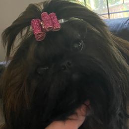 Emmy - Shih Tzu