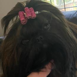 Emmy - Shih Tzu