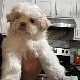 Shih Tzu Puppies from Butterfly Shih Tzu Pups