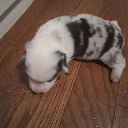 Marble - White and black male Pembroke Welsh Corgi puppy in Gaffney, South Carolina from Battlefield Kennels