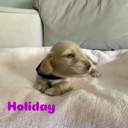 Holiday - Cream female Dachshund puppy in Fairfield, California from Dawson Creek Doxies