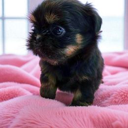 Baby girl Purple - Black and tan female Shih Tzu puppy in Richmond, Texas from Aleka Shih Tzu