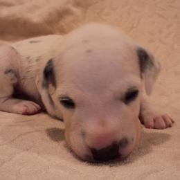 Girl 4 - female Dalmatian puppy in Spring Branch, Texas from D'vine Dalmatians