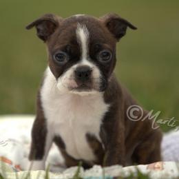 AKC 'Decon' - Brindle and white male Boston Terrier puppy in Lamar, Missouri from Marti Acres ~ Boston Terrier & Beagles