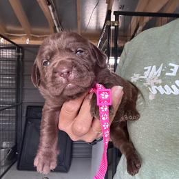 Pink - Chocolate female Labrador Retriever puppy in Newton Grove, North Carolina from Wayalife Labradors & Gsp’s
