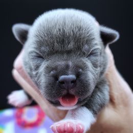 Yahtzee - Blue male Staffordshire Bull Terrier puppy in Dallas, Texas from Wild Blue Staffords