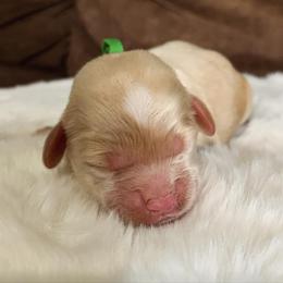 Boy 2 - Buff male Cockapoo puppy in Bedford, Iowa from Our Father’s Doodles