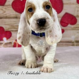 Fozzy - Lemon and white male Basset Hound puppy in Dingess, West Virginia from Tuckers' Howling Hounds