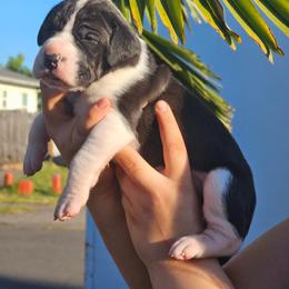 Great Dane Puppies from Gigantes de Cervantes