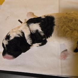 Boy 4 - Parti male Poodle puppy in Nottingham, Maryland from A & A Pinedale Standard Poodles