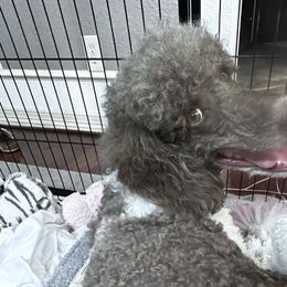 Poodles from SPOO-UTIFUL POODLES