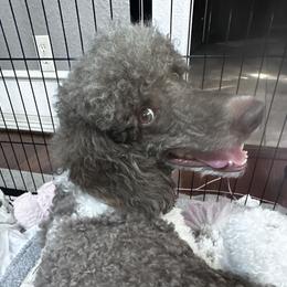 Poodles from SPOO-UTIFUL POODLES