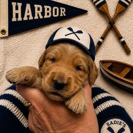 Harbor - Red  male Goldendoodle puppy in Placerville, California from New Dawn Poodles and Doodles