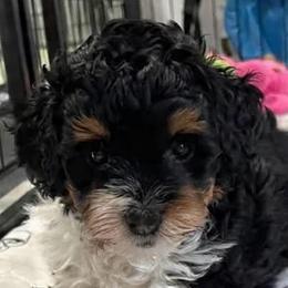 Yellow Collar Girl - Tri-color female Bernedoodle puppy in Port Charlotte, Florida from Islands Wheatens and Poodles