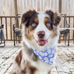 Miniature Australian Shepherds from Elite Miniature Australian Shepherds
