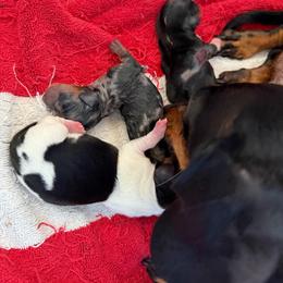 Girl One - Piebald female Dachshund puppy in Phoenix/Chandler, Arizona from Jennifer's Guardian Doxies