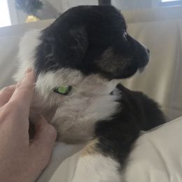 Coal - Black tri male Miniature American Shepherd puppy in Santa Rosa, California from BennettValleyAussies