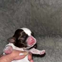 Girl 1  2000 Pet Only or 2800 Full Rights - Tricolor female Shih Tzu puppy in Wooster, Ohio from Mending Hearts Shih Tzu's