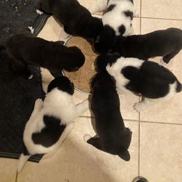 Akita Puppies from Gloe Akita's