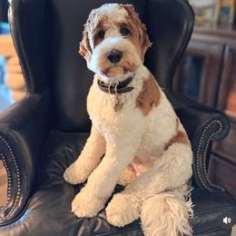 Wallace - Australian Labradoodle