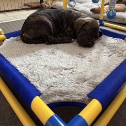 Aurelia - Brindle female Great Dane puppy in Naples, Florida from Above The Salt Danes