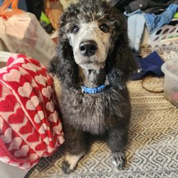Boy 2 - Gray Poodle puppy in West Wendover, Nevada from Adams Family Companions