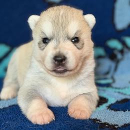 Alastor - Gray and white male Siberian Husky puppy in Amery, Wisconsin from Sovereign Siberians