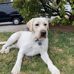 Labrador Retriever All Grown Up from Royal Ridge Labs