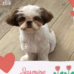Jasmine - Shih Tzu