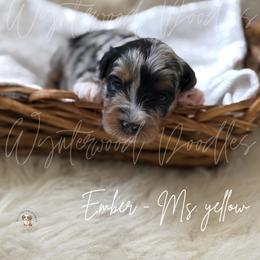 Ember - Ms. Yellow - Merle female Bernedoodle puppy in Tomball, Texas from Wynterwood Doodles