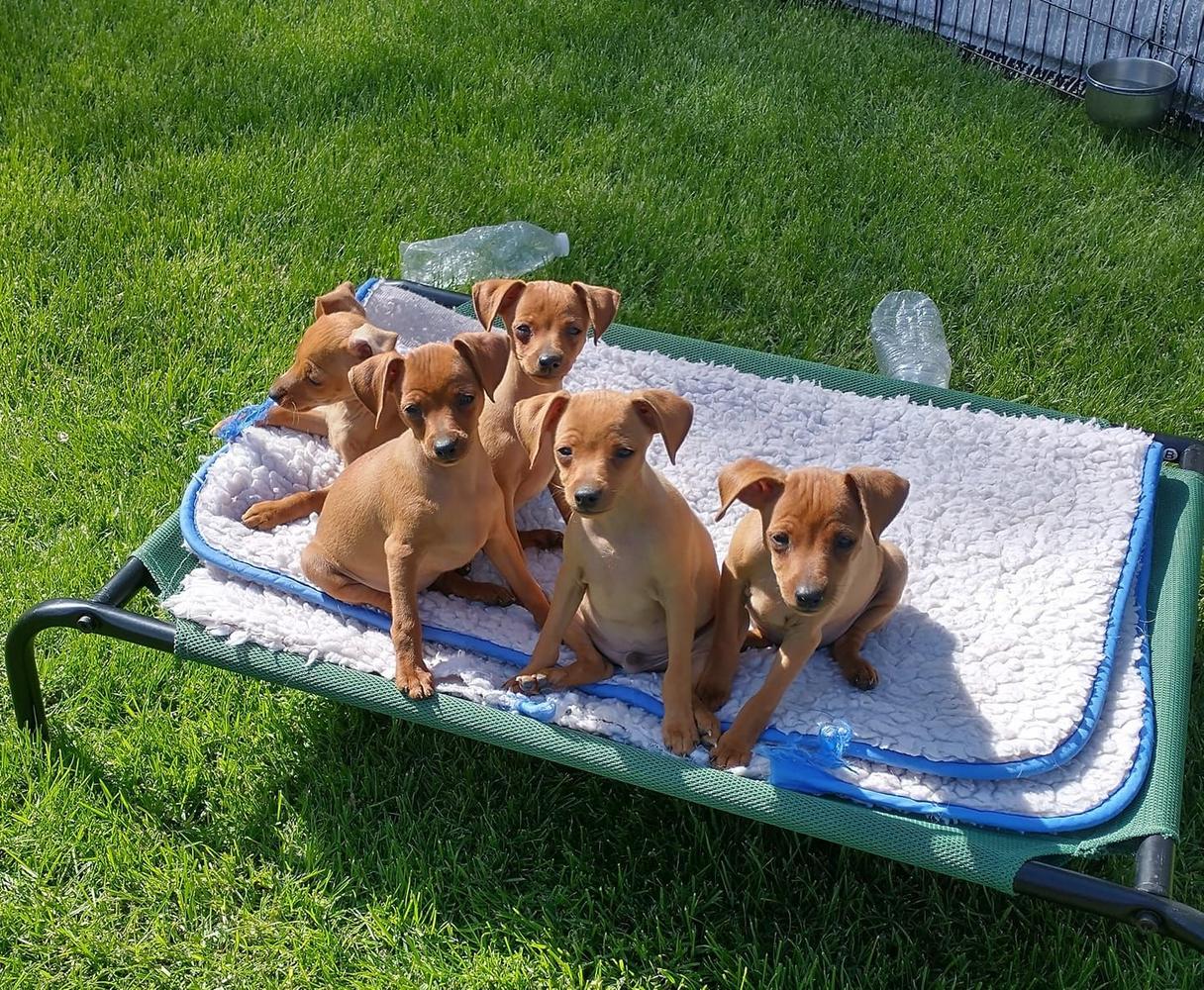 A pile of red mini pinscher puppies laying on a bed outside