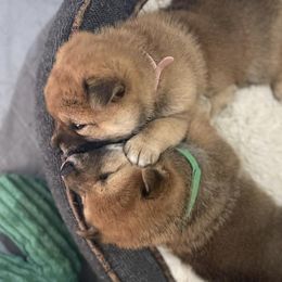 Beagles and Shiba Inu from Louwien Kennels