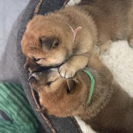 Beagles and Shiba Inu from Louwien Kennels