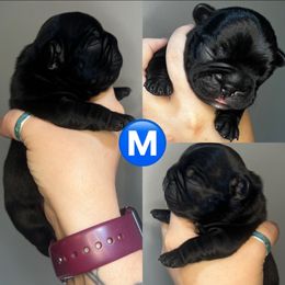 French Bulldog Puppies from K&J Frenchies