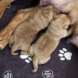 Blue Collar Male - Yellow male Labrador Retriever puppy in Kissimmee, Florida from SunState Labs