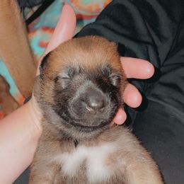 Belgian Malinois Puppies from Pyrex Kennels