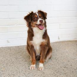 Shay - Toy Australian Shepherd
