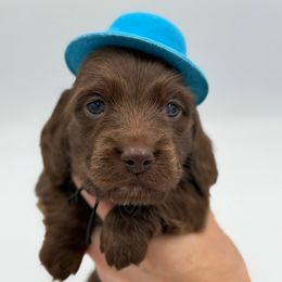 Solid Chocolate Male - Chocolate male Dachshund puppy in North Branch, Michigan from Doxie View Acres