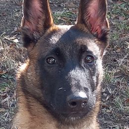 Belgian Malinois from Gregory's Belgian Malinois
