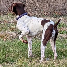 Emmy - German Shorthaired Pointer