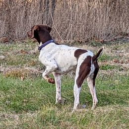 Emmy - German Shorthaired Pointer