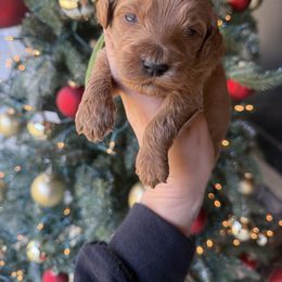 Green boy - Red  male Goldendoodle puppy in Homer, Georgia from Creekside Kennels