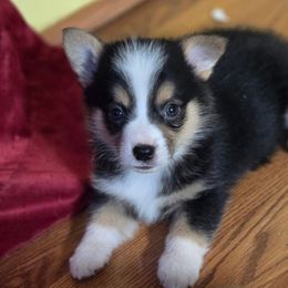 CKC Black Tri Male - Black and tan male American Corgi puppy in Clovis, New Mexico from Sweet & Salty Cowdogs