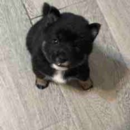 Kai - Black and tan male Shiba Inu puppy in Tamarac, Florida from The Queen of Shibas