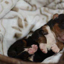 Dazzle - Tri-color female Bernedoodle puppy in Delta, Pennsylvania from KEE Bernedoodles