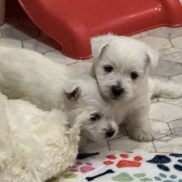 West Highland White Terrier puppies from Cascading Westies