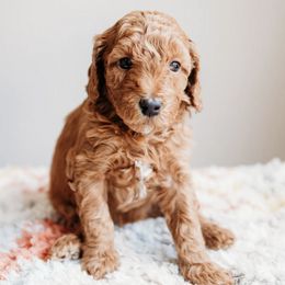 Bernedoodles and Cavapoos from ConkleDoodlePoos