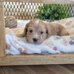 F1B Meet Pixie :) - Blenheim female Cavapoo puppy in Centerville, Iowa from Barnyard Dachshunds, Dals & Doodles