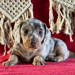 Bertha - Blue and tan female Dachshund puppy in Lincoln, Arkansas from Red Dirt Dachshunds